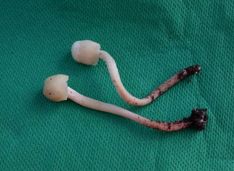 Camarophyllus (=Cuphophyllus=Hygrocybe) virgineus